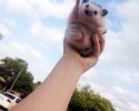 awesomelycute-hedgehogs-awesomelycute.com-8