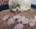 awesomelycute-hedgehogs-awesomelycute.com-9