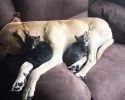 kitten-using-dogs-as-pillows-1