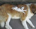 kitten-using-dogs-as-pillows-12