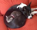 kitten-using-dogs-as-pillows-13