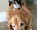 kitten-using-dogs-as-pillows-2