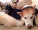 kitten-using-dogs-as-pillows-3