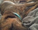 kitten-using-dogs-as-pillows-5