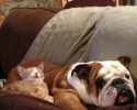 kitten-using-dogs-as-pillows-6