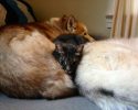 kitten-using-dogs-as-pillows-7
