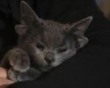 midas-four-ear-kitten-619e43f335e27__700