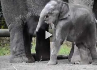 2 years in the life of a baby elephant in 2 minutes