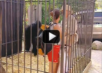 Zoo keeper trapped in gorilla cage prank