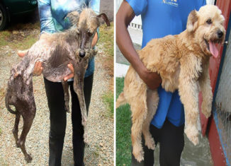 Amazing transformations of homeless dogs after given a second chance at life