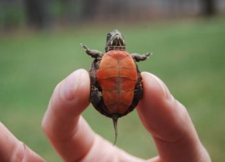 Awesomely cute turtle