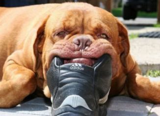 Smelly shoe putting this dog to sleep