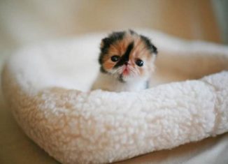 Awesomely cute kitten