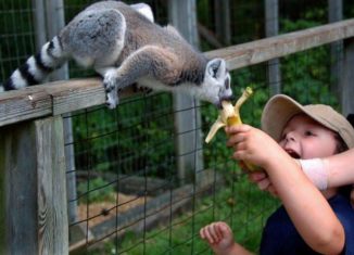 Awesomely cute lemur