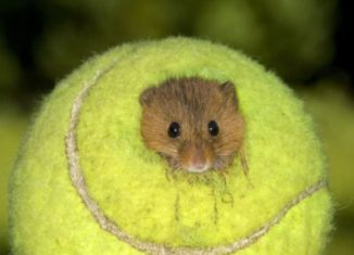 Awesomely cute hamster
