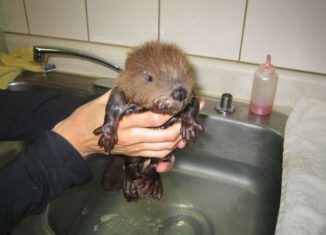 Awesomely cute Beaver
