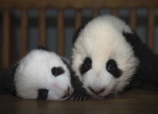New litter of Chineses Pandas pose for the cameras