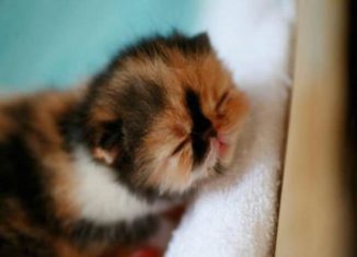 Awesomely cute baby animals