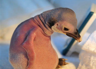 The story of the featherless penguin…