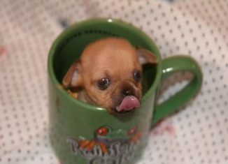 Awesomely cute Chihuahua puppy