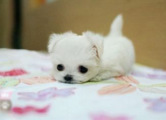 Awesomely cute puppie (it looks like one)