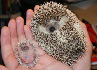 Awesomely cute baby Hedgehog