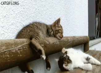 You’ve never seen a bunch of cats misbehaving like this