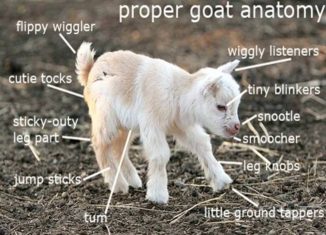 Tiny goat anatomy