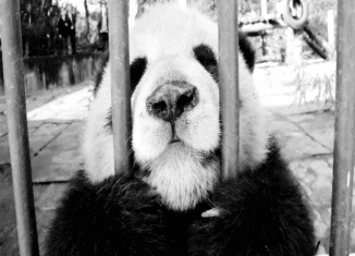 Cute panda moment