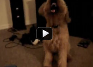 Video compilation of Dogs sneezing uncontrollably