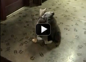 Awesomely cute bear and wolf cubs playing together