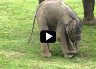 Awesomely cute baby elephant learning to feed