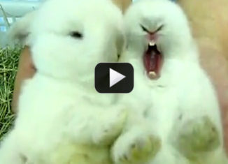Two awesomely cute baby bunnies