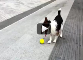 Awesomely clever dog figures out how to play ball fetch with himself