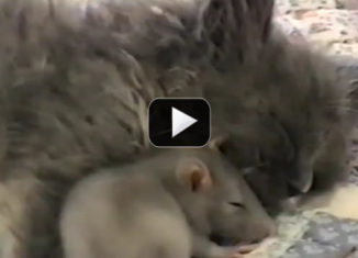 Awesomely cute kitten cuddles with mouse