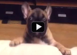 French Bulldog with the most funny bark