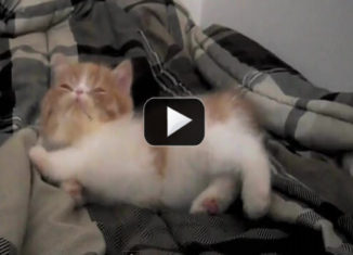 Cute kitten making his bed