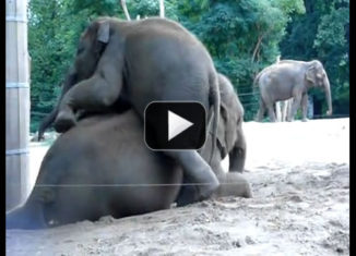 Cute baby elephant tries to hop over mama elephant