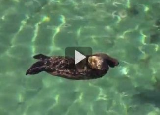 Supercute baby otter swimming with mama otter