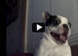 Boston Terrier reacts funny when tickled on the belly
