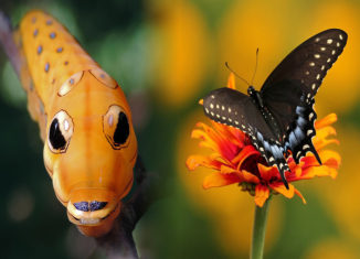 Incredible caterpillar transformations into butterflies