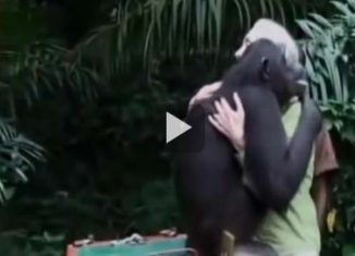 This will make you cry, see what this Chimpazee does after being released