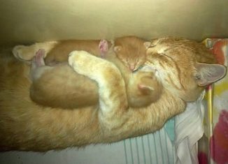 Mama cat hugs her kittens