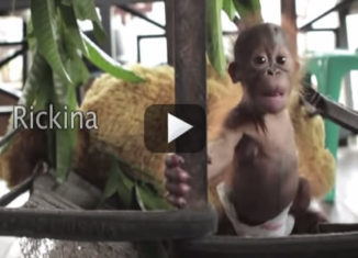 Rickina, the cutest Orangutan baby ever