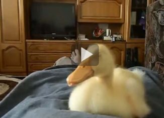 What this baby duck does while napping is hilarious