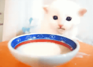 Cute kitten drinking milk