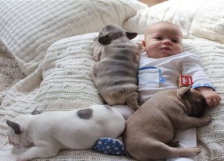 Awesomely cute baby and puppies