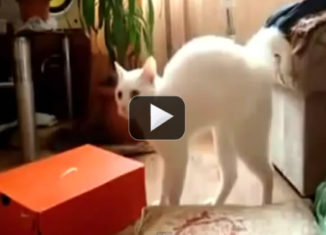 Awesomely cute cat walks on two legs