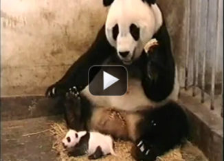 Classic Video, Baby panda sneeze