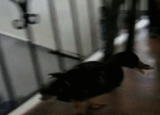 Duck vs Kitten